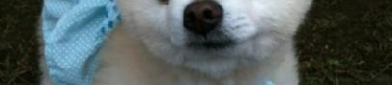 萌犬俊介是什么品种,英系博美犬的萌宠传奇