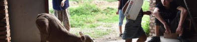 牛牛多了两条腿打一字,探寻“牛”字新解