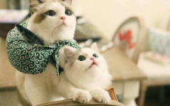 什么能毒死猫,常见物品与药物对猫咪的潜在危害