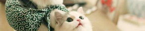什么能毒死猫,常见物品与药物对猫咪的潜在危害