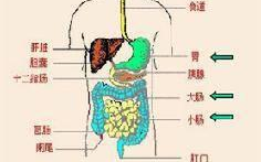 消化系统,人体营养吸收与代谢的枢纽