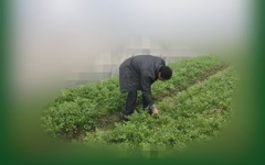 种花要除草,种花养心的自然哲学”