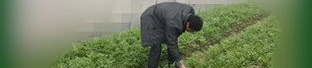 种花要除草,种花养心的自然哲学”
