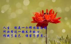 人生哲理的句子经典短句,启迪智慧，指引人生方向
